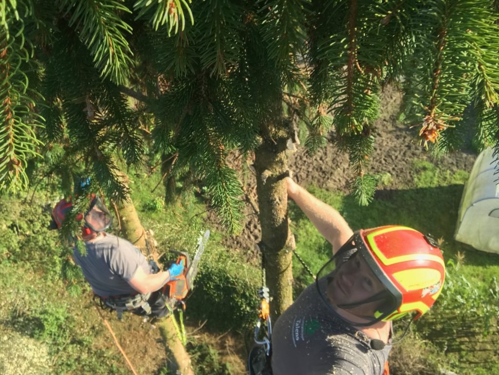 boomverzorging vanuit de boom